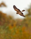 Hen Harrier in flight at Otmoor RSPB
