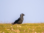 Jackdaw