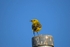 Yellow Wagtail