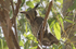 African Scops Owl.