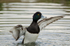 Tufted Duck