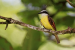 Great Kiskadee portfolio