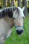 Horse - 0238