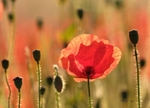Poppies