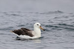 Immature Black-browed Albatross, Chile