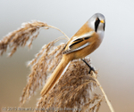 Bearded Tit (Panurus biarmicus) portfolio