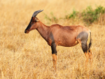 Topi standing still, Masai Mara, Kenya