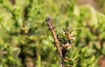 Keeled Skimmer (F)