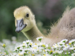 Gosling