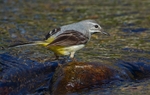Grey Wagtail 4