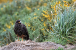 Striated Caracara (adult) yellow B29, Carcass Island, Falklands