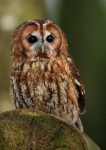 Tawny Owl