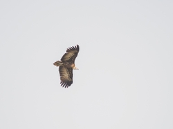 Hooded Vulture