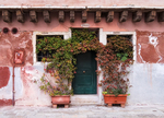 VIRGINIA CREEPER - VENICE