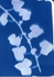 Ivy