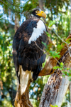 Stellar's sea eagle Haliaeetus pelagicus-9097