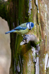 blue tit Cyanistes caeruleus-3374