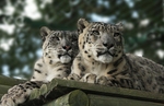 283 RANSCHAN & MIZI