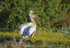 Dalmatian Pelicans
