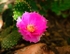 Prickly-Pear Cactus