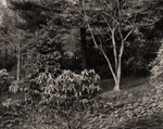 Arboretum, Pennsylvania, #3, 1984