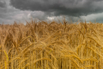 Harvest at Stradbally in County Laois