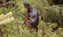 Red Colubus Monkey.