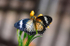 Leopard Lacewing