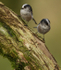 LONG TAILED TIT REF LTT 7