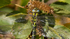 Southern Hawker Dragonfly, Cheshire