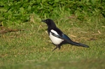 Magpie