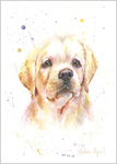 Labrador retriever