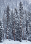 Winter Tempest