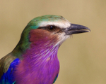 Lilac-breasted Roller close-up