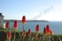 Baggy Point red hot pokers IMG_1899