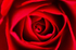 Flower - 6566