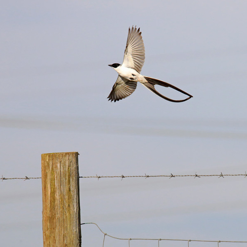 A Fork-tailed Flycatcher @ Tantramar Marsh.