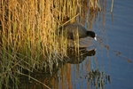 Coot
