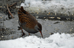 Water Rail