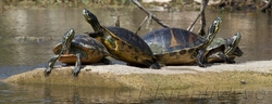 AnimalsCreatures 201