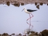 Black-winged Stilt