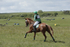 BVHT 140517  IXC -15