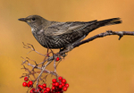 Ring Ouzel