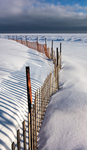SAND FENCE, FEBRUARY, 2015 - LONG POINT BEACH
