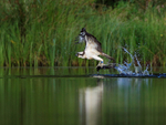 Rothiemurchus Osprey takes off with a fish