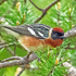 Bay-breasted Warbler -  Setophaga castanea