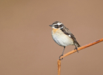 Winchat - Saxicola rubetra