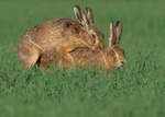 Brown Hare portfolio