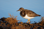 Turnstone