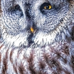 BBO-08-Great Grey Owl
